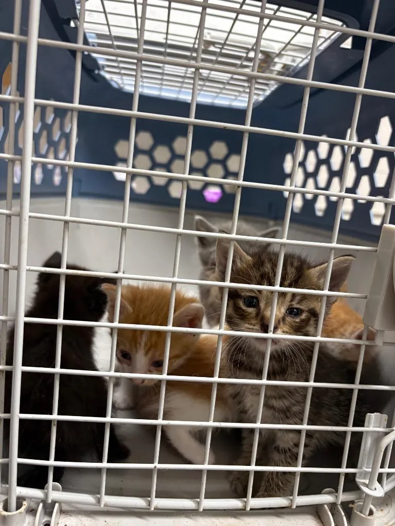 A baby small-sized male Domestic Short Hair cat named France for adoption in Murray, KY
