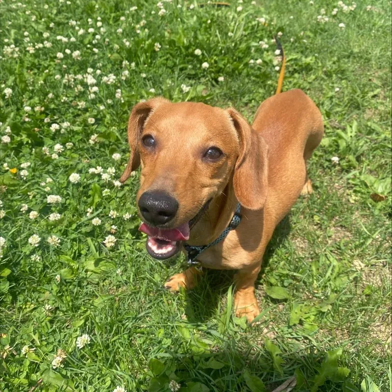 A baby small-sized male Brown / Chocolate Mixed Breed dog named Pip for adoption in Oshkosh, WI