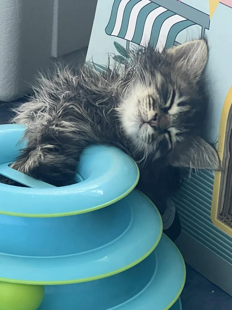 A baby medium-sized male Domestic Medium Hair cat named Flash for adoption in Greenville, DE