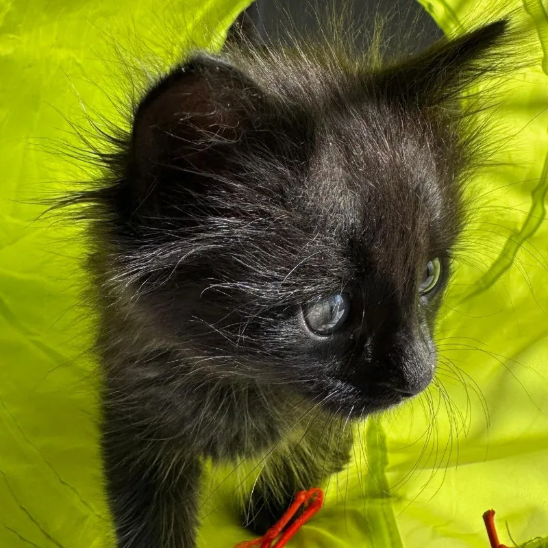 A baby small-sized female Black Domestic Medium Hair cat named Bella for adoption in Los Angeles, CA