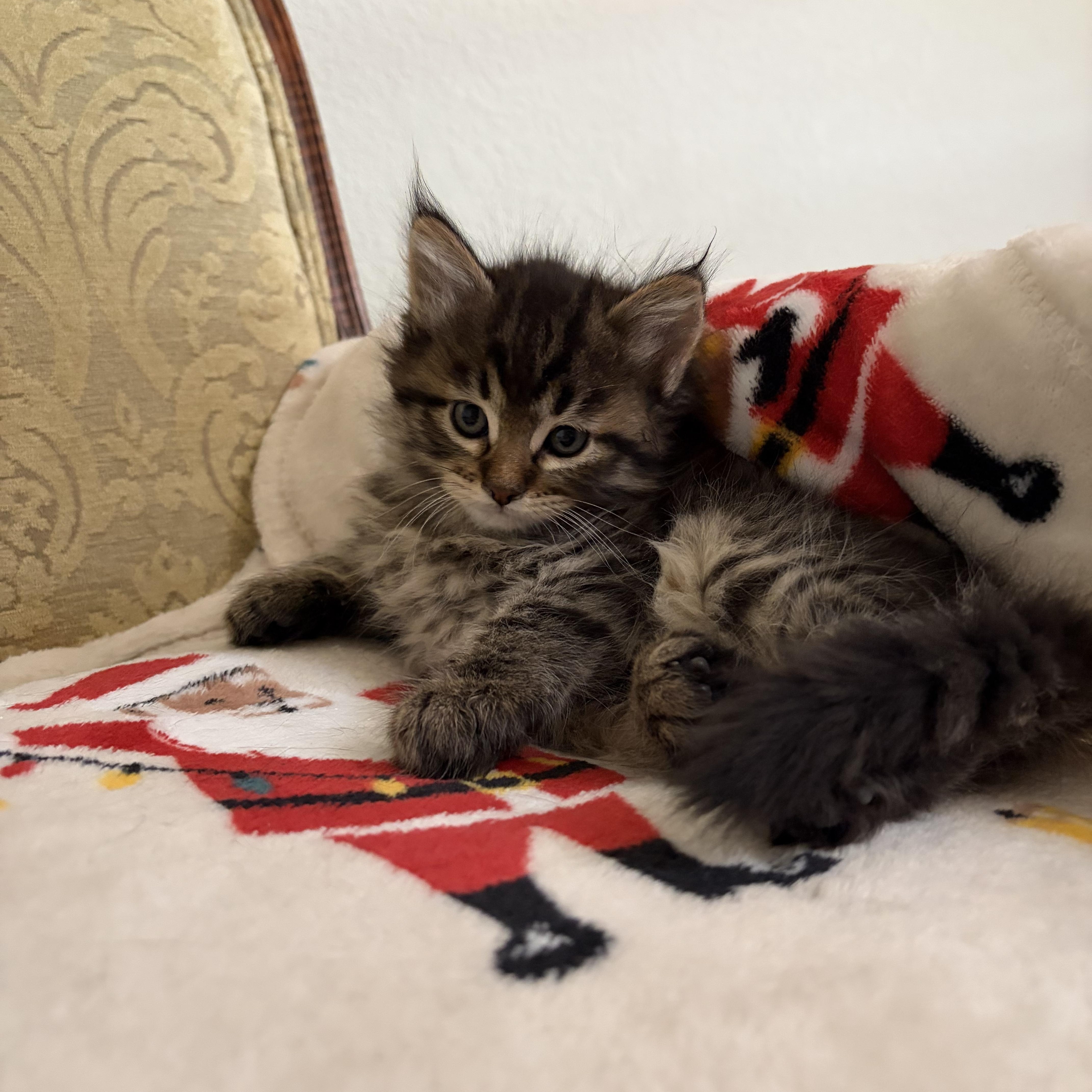 A baby small-sized female Maine Coon cat named Sweetie for adoption in queen creek, AZ