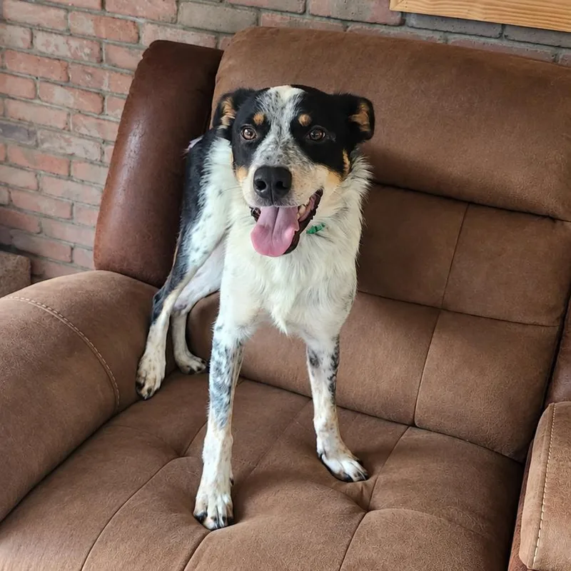 A young medium-sized male Border Collie dog named Goose for adoption in Gordonsville, TN