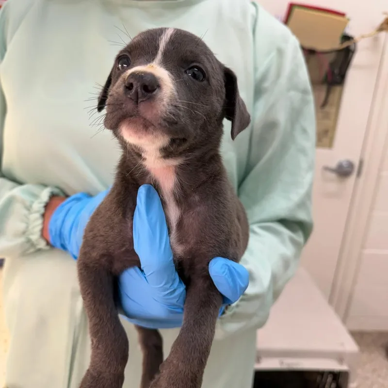 A baby small-sized female Mixed Breed dog named Elanor for adoption in Auburn, AL