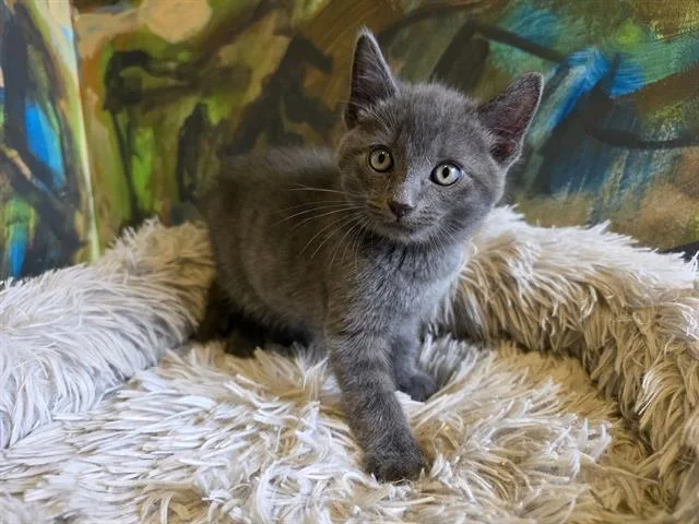 A baby small-sized male Domestic Short Hair cat named Yogi for adoption in Santa Clara, CA