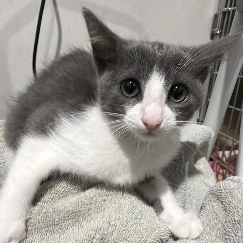 A baby small-sized female Gray / Blue / Silver Domestic Short Hair cat named Star for adoption in Tampa, FL