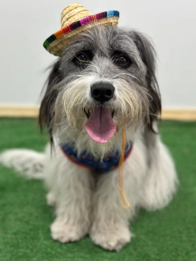 A young medium-sized male White / Cream Schnauzer dog named Manny for adoption in Carlsbad, CA