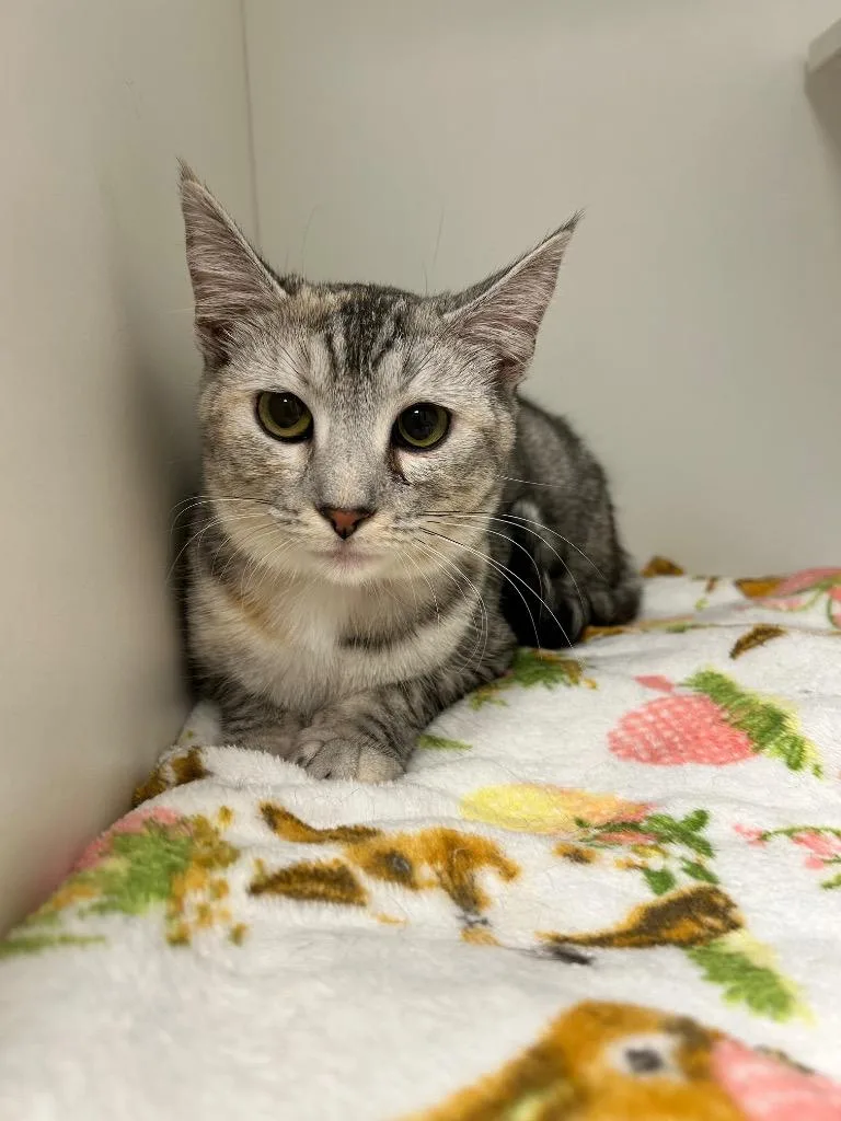 A young medium-sized female Tabby (Gray / Blue / Silver) Domestic Short Hair cat named Zippy for adoption in Frankfort, KY