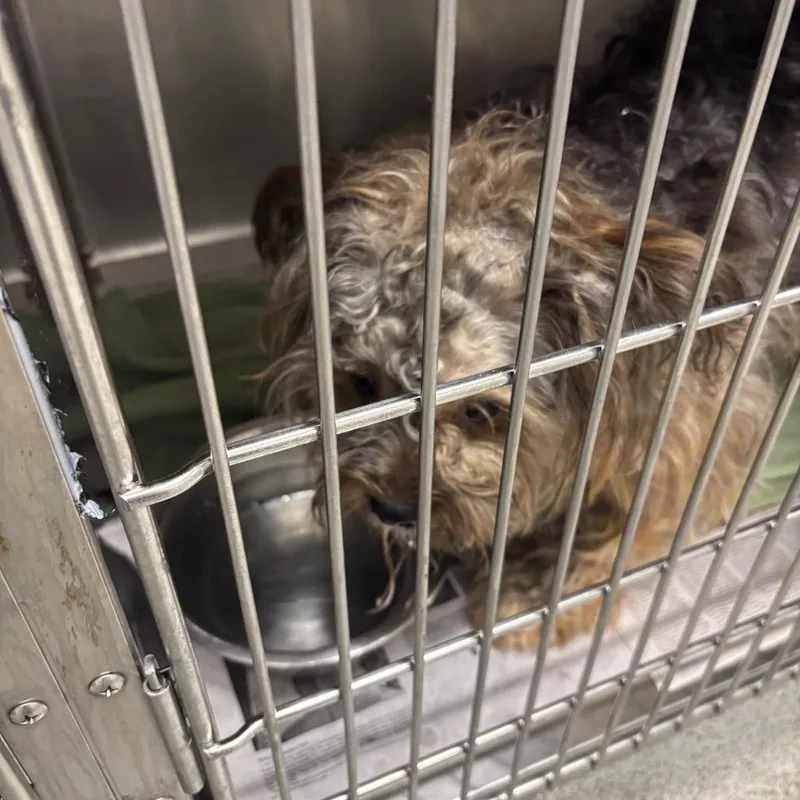 An adult small-sized male Brown / Chocolate Mixed Breed dog named Oscar for adoption in Chicago, IL
