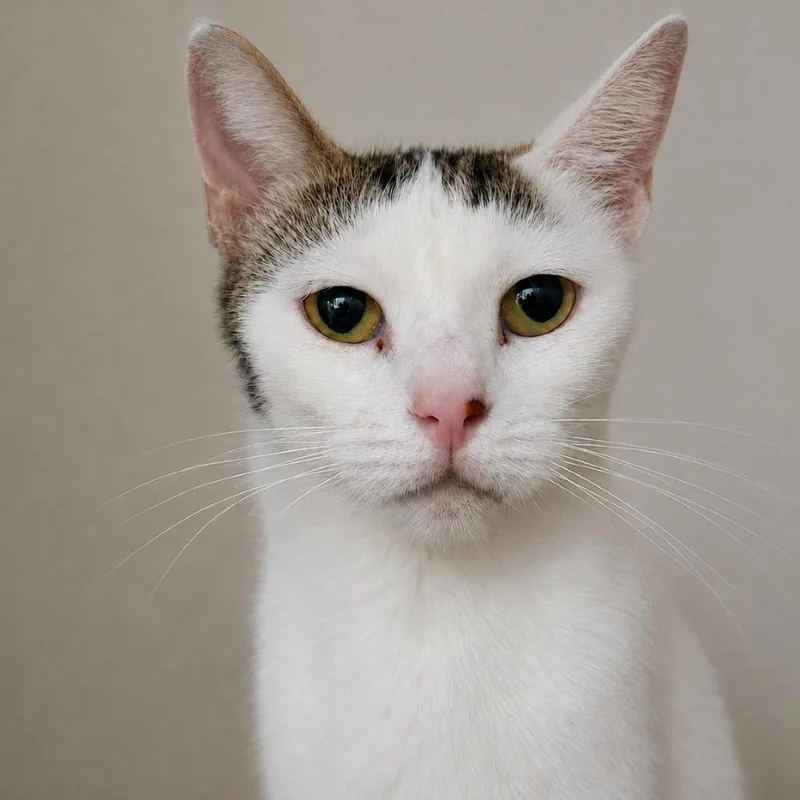 A young medium-sized female White Domestic Short Hair cat named Mixtape for adoption in Austin, TX