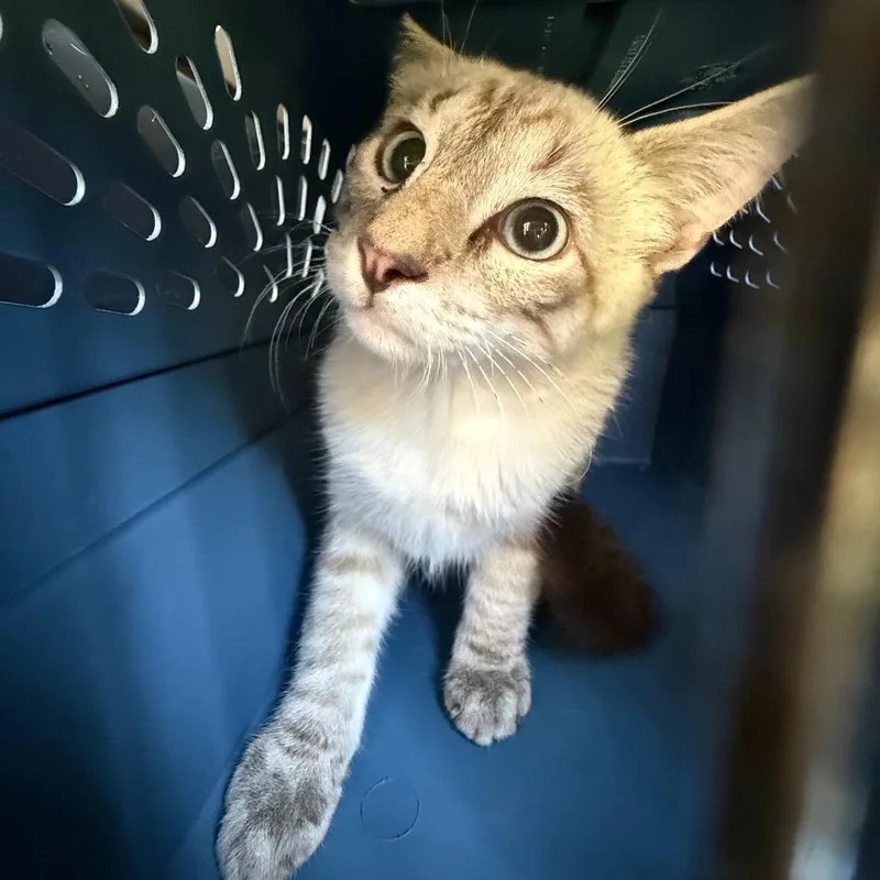 A baby medium-sized male Gray / Blue / Silver Domestic Short Hair cat named Boston for adoption in Newark, NJ