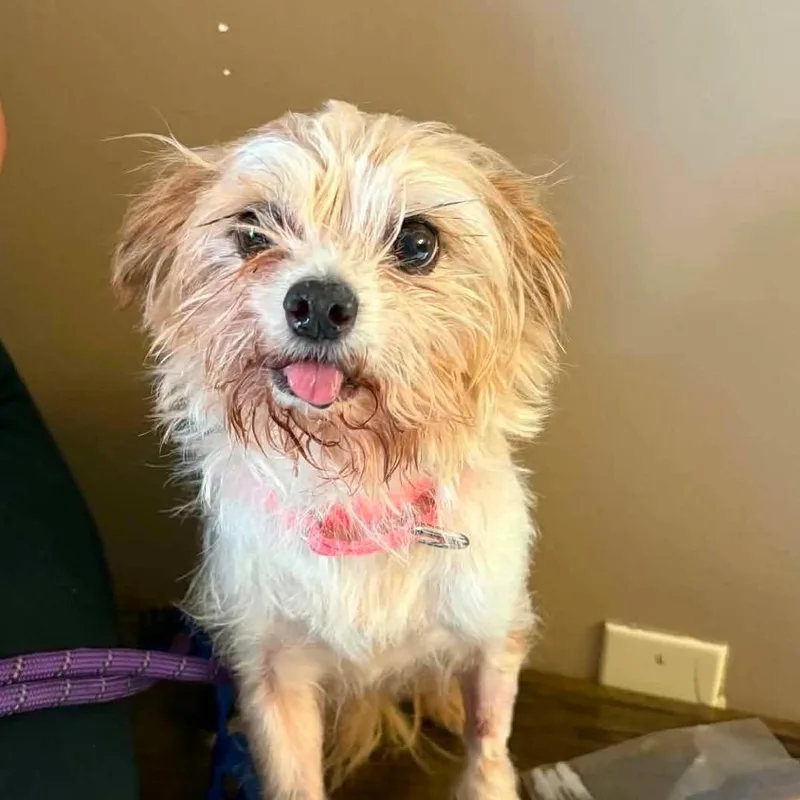A senior small-sized male Yellow / Tan / Blond / Fawn Yorkshire Terrier dog named Buddy Jr. for adoption in Pearland, TX