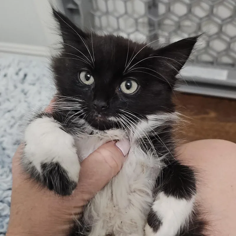 A baby small-sized female Black Domestic Medium Hair cat named June for adoption in Long Beach, CA