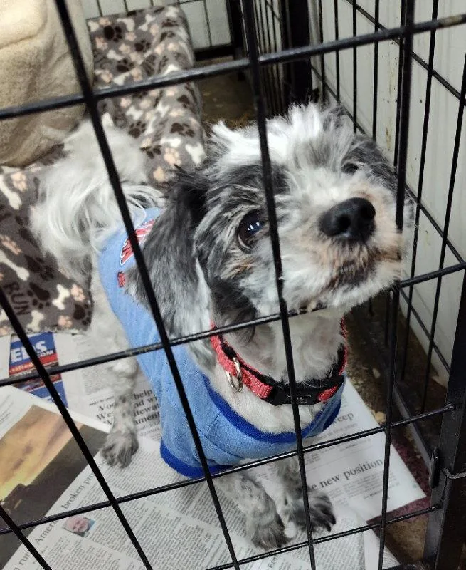 A senior small-sized female Shih Tzu dog named Miss Marley for adoption in Mukwonago, WI