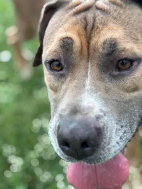 A young large-sized female Tan Cane Corso dog named Grace for adoption in Piedmont, OK