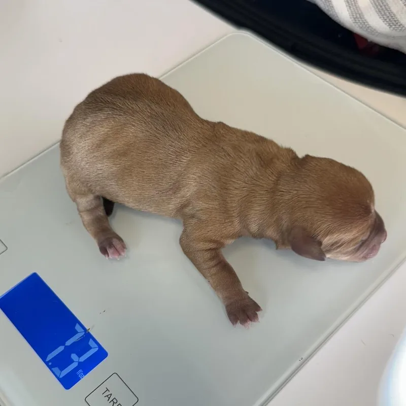 A baby small-sized male Yellow / Tan / Blond / Fawn Chihuahua dog named Pancake for adoption in Jupiter, FL