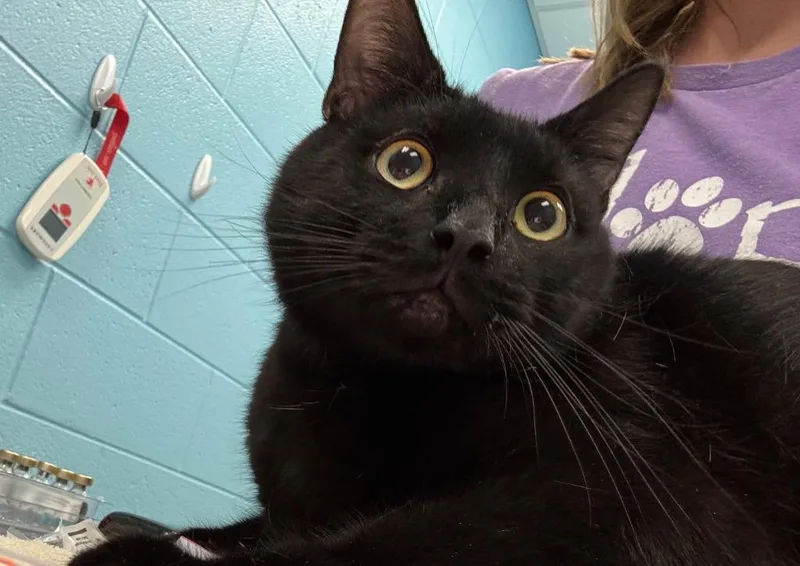 An adult medium-sized male Black Domestic Short Hair cat named Norman for adoption in Frankfort, KY