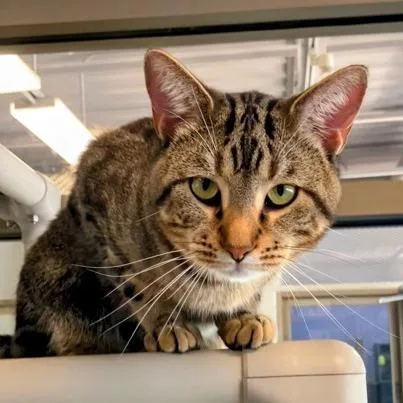 An adult extra large-sized male Brown / Chocolate Domestic Short Hair cat named Peanuts for adoption in DeKalb, IL
