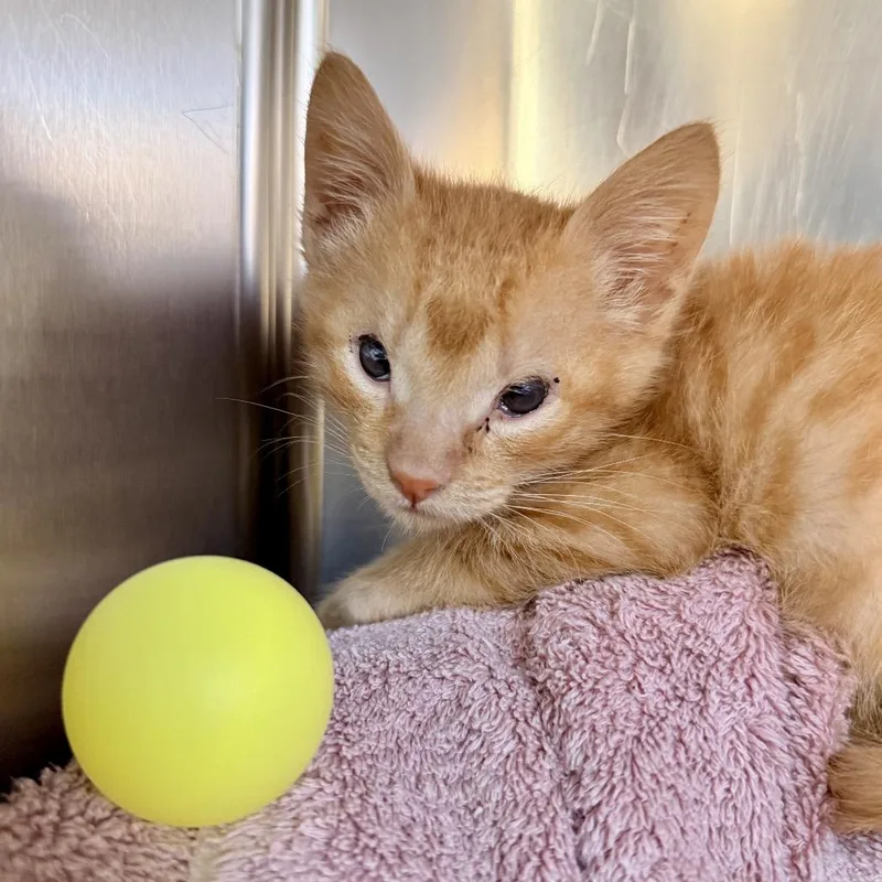 A young small-sized female Orange / Red Domestic Short Hair cat named Chicken Bake for adoption in Palm Springs, CA