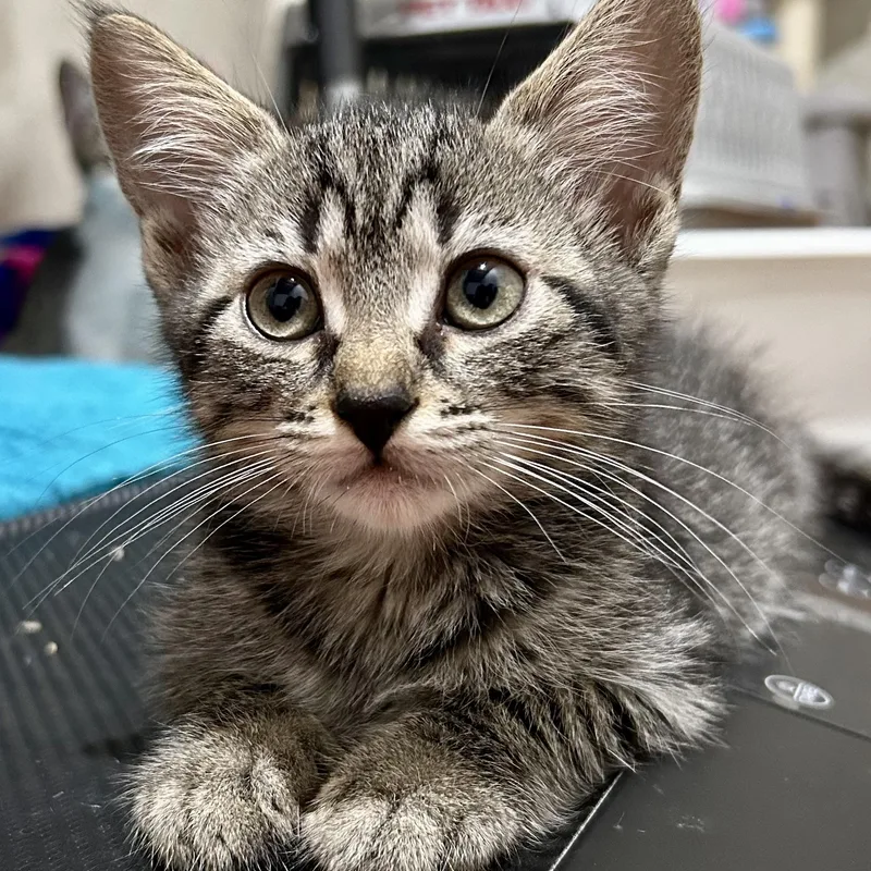 A baby medium-sized female Domestic Short Hair cat named Ti for adoption in Warwick, RI
