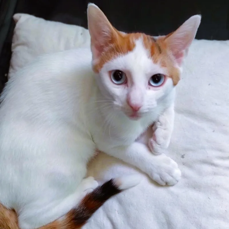 A young medium-sized female White Calico cat named Gracie for adoption in Brooklyn, NY