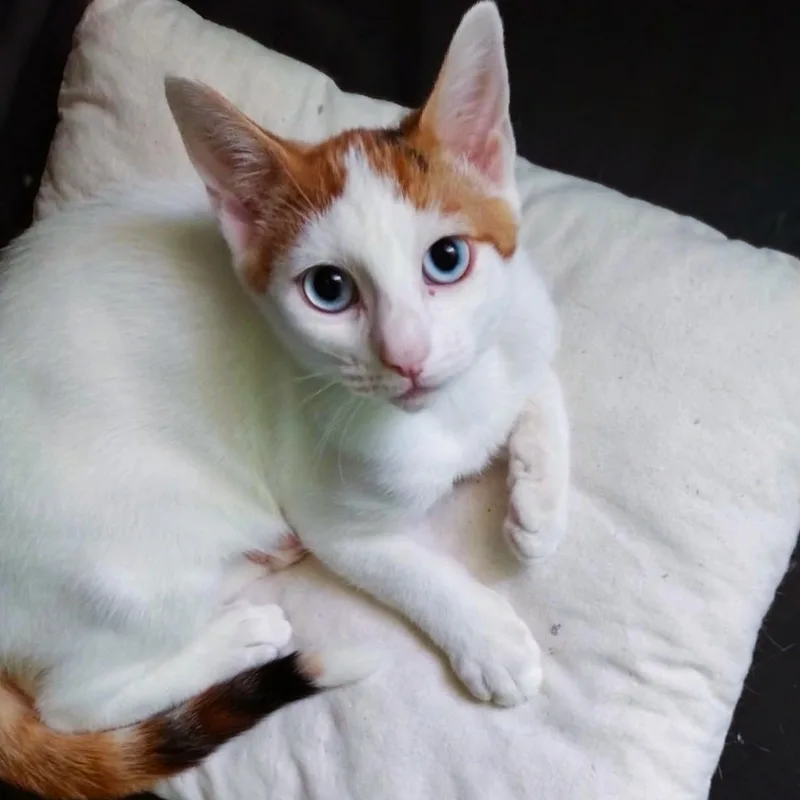 Gracie thumbnail 2