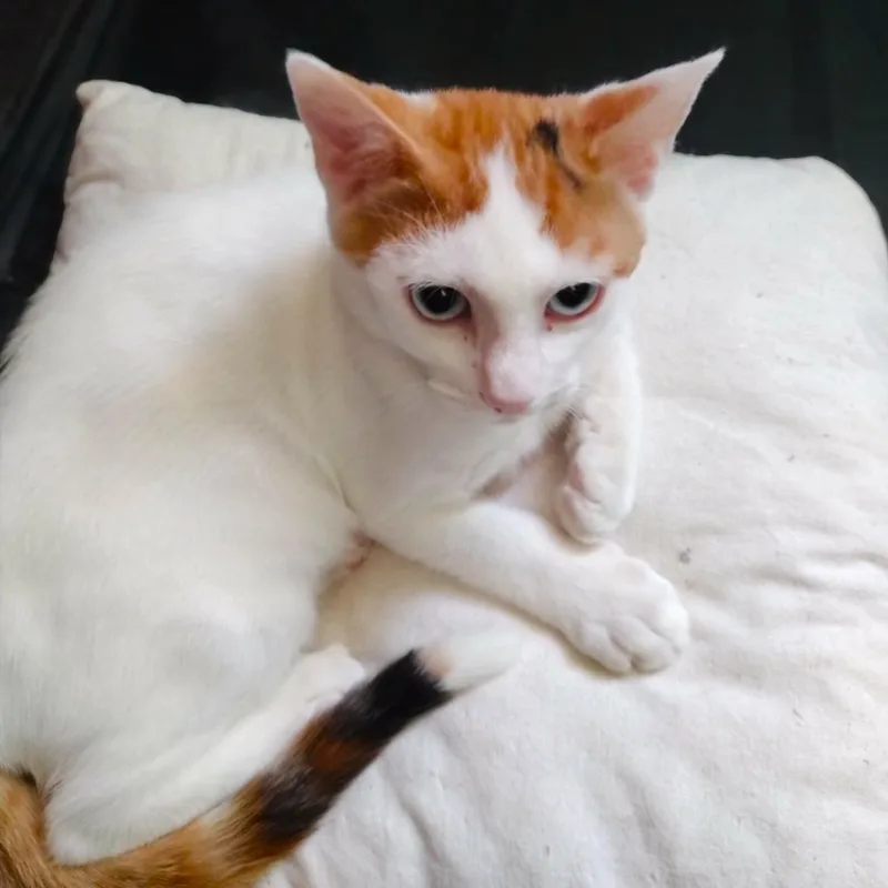 Gracie thumbnail 3