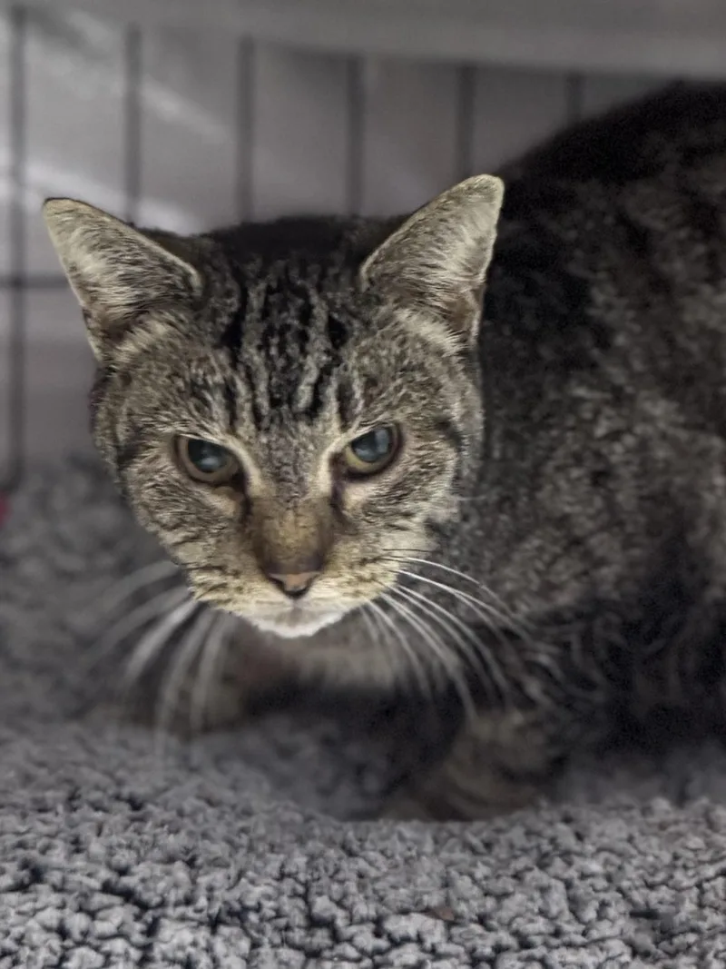 A young medium-sized female Domestic Short Hair cat named TaterWorking Cat for adoption in Rixeyville, VA