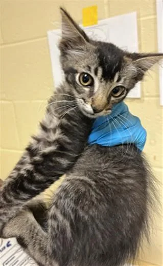 A baby small-sized male Domestic Short Hair cat named Saskatoon for adoption in Sacramento, CA