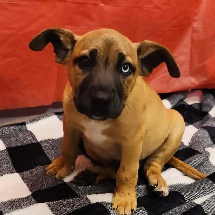 A baby small-sized male Brown / Chocolate Mixed Breed dog named Artie for adoption in Beckley, WV