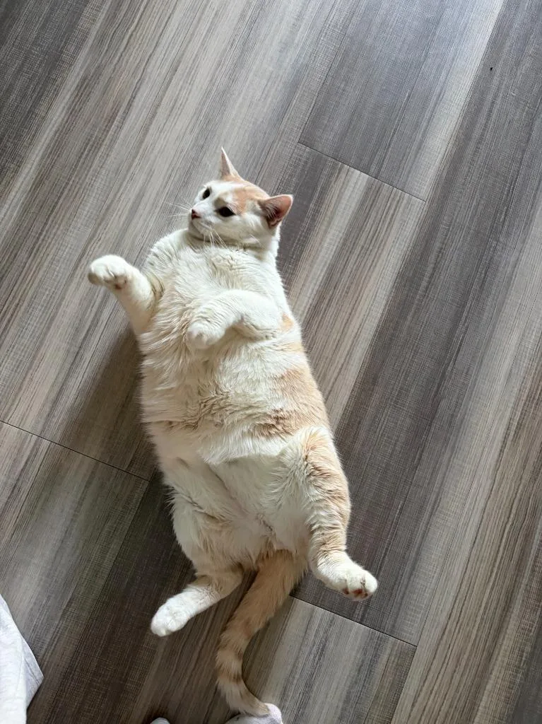 An adult extra large-sized male Domestic Short Hair cat named Two Tone for adoption in Minneapolis, MN