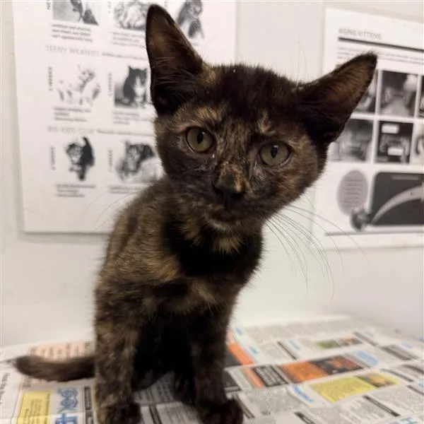 A baby small-sized female Domestic Short Hair cat named Packers for adoption in Jacksonville, FL