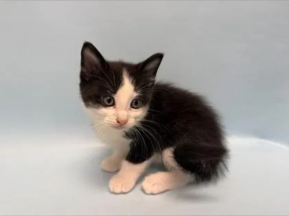 A baby small-sized male Domestic Short Hair cat named Scorpion for adoption in Woodbury, MN