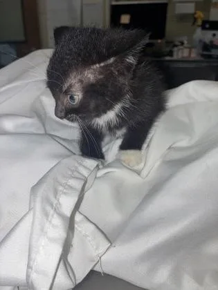 A baby small-sized female Domestic Short Hair cat named Reva for adoption in Gainesville, FL