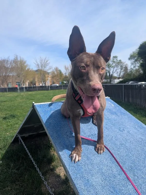 An adult medium-sized female Australian Kelpie dog named Dusty Rose for adoption in Santa Rosa, CA