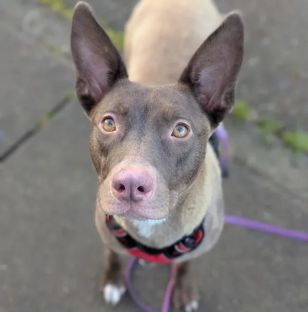 Dusty Rose thumbnail 2