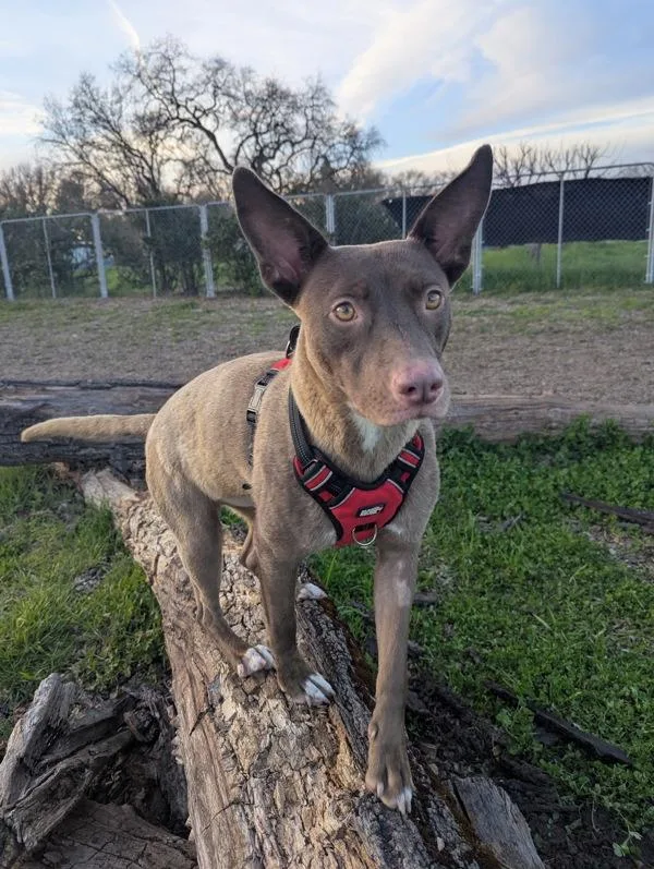 Dusty Rose thumbnail 3