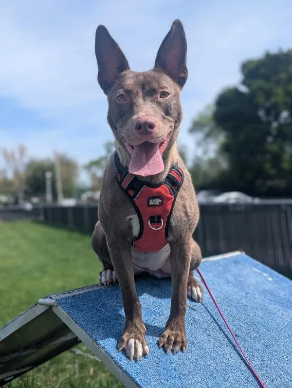 Dusty Rose thumbnail 4