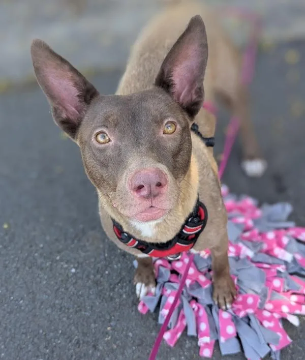 Dusty Rose thumbnail 5