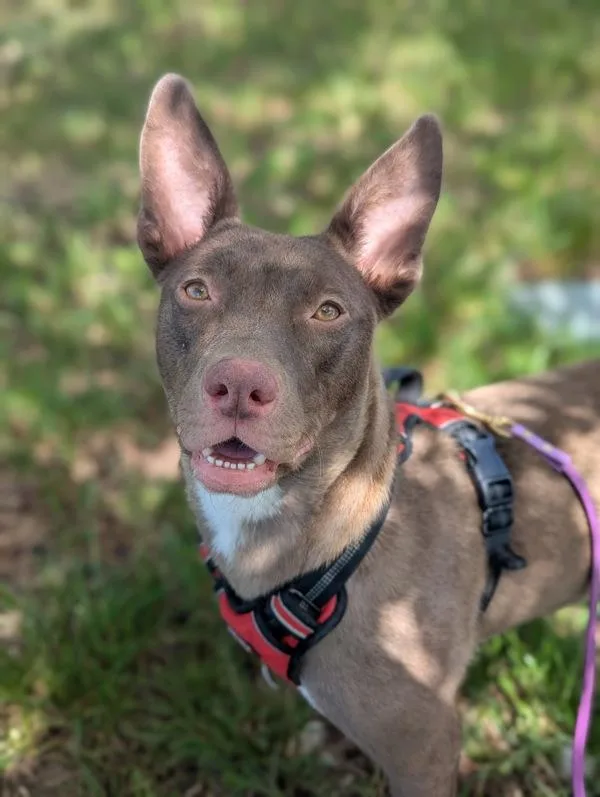 Dusty Rose thumbnail 6