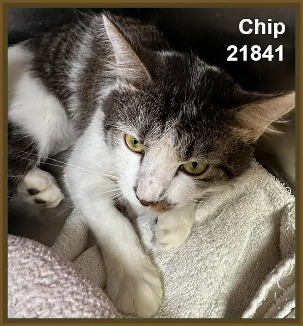 An adult medium-sized male Tabby (Brown / Chocolate) Domestic Short Hair cat named Chip for adoption in Marietta, GA