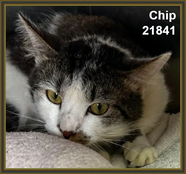 Chip thumbnail 2