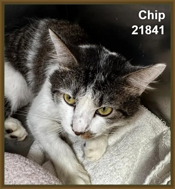 Chip thumbnail 3