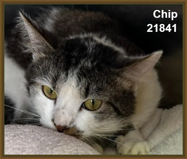 Chip thumbnail 4