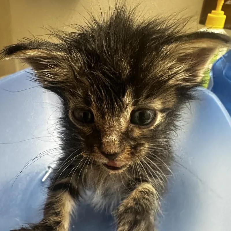 A baby small-sized female Domestic Short Hair cat named Dobby for adoption in Tacoma, WA