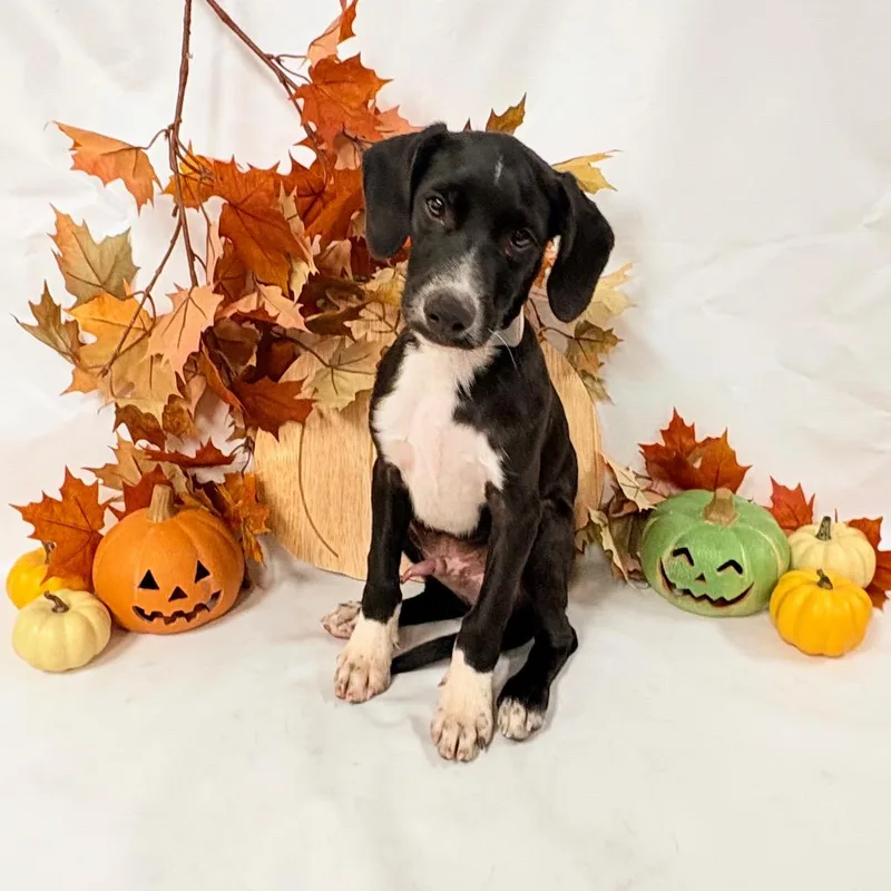 A baby small-sized male Collie dog named Parker for adoption in Parker, CO