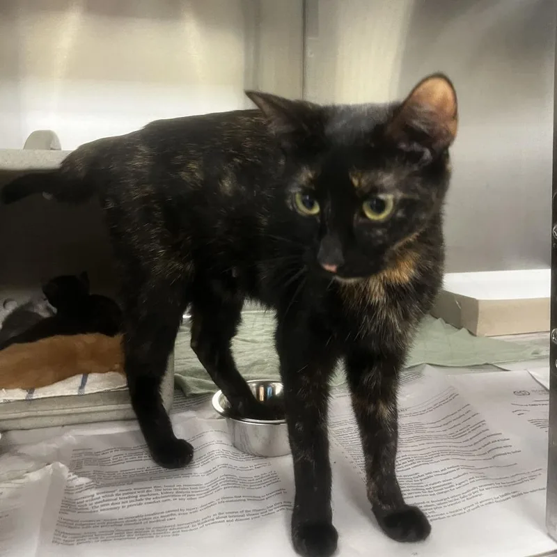 A young medium-sized female Black Domestic Short Hair cat named Alani for adoption in San Antonio, TX