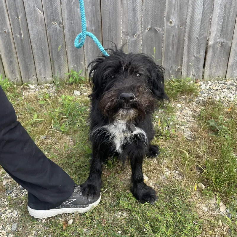 A young medium-sized male Bernadoodle dog named Dolen for adoption in Oxford, MI