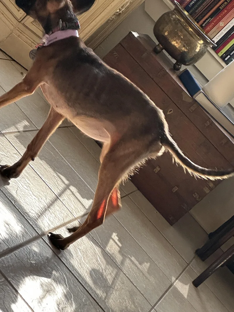 A young small-sized female Belgian Shepherd / Malinois dog named June for adoption in Houston , TX
