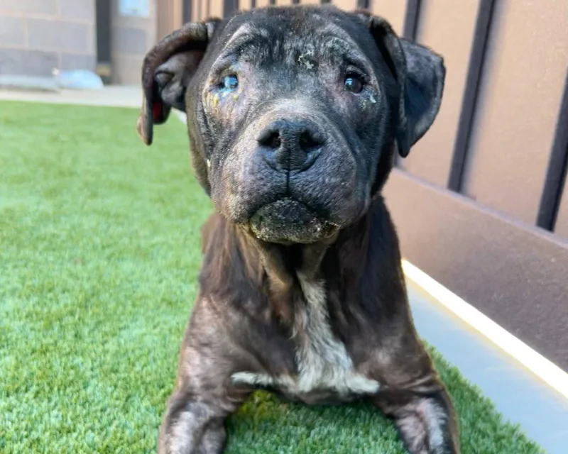 A senior large-sized male Mixed Breed dog named Leo for adoption in Raleigh, NC