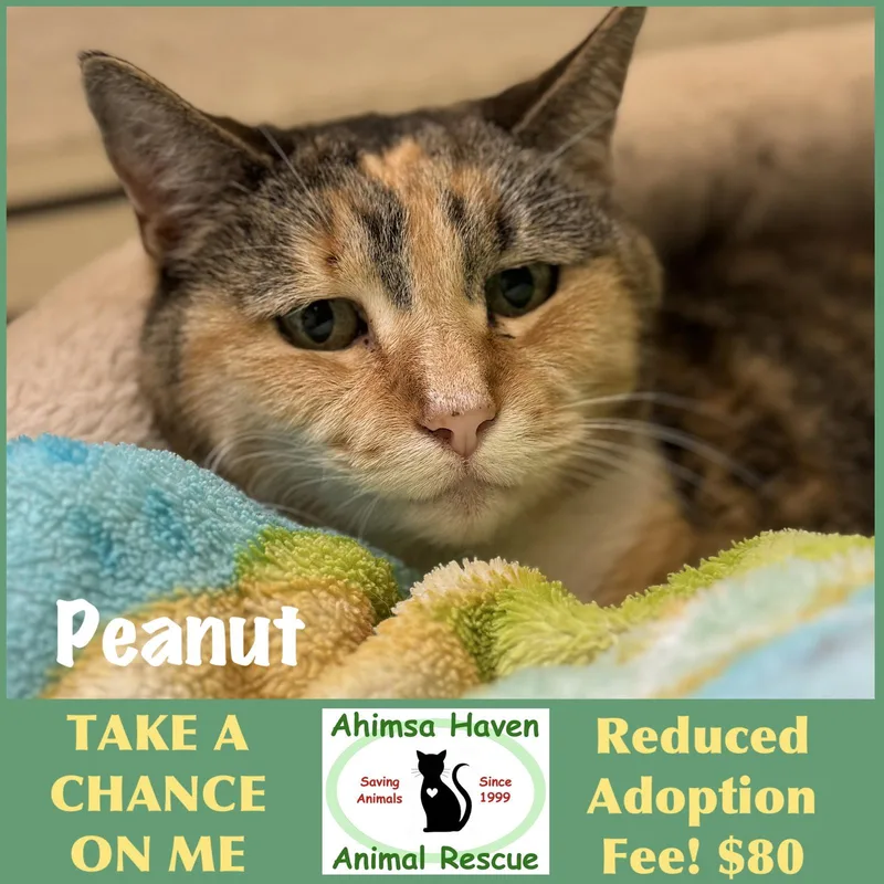 A senior medium-sized female Domestic Short Hair cat named Peanut for adoption in Winchendon, MA